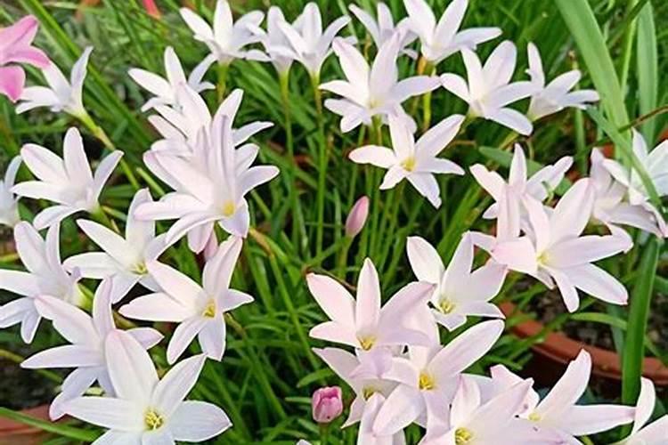 白兰花用什么肥料最好(白兰花怎么施肥长得快开花多)