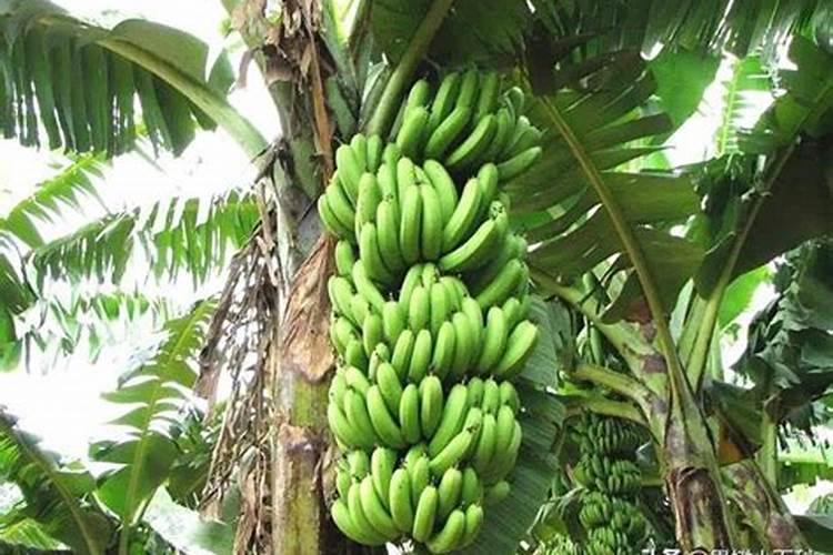 香蕉科学施肥方法,什么时候适合施肥