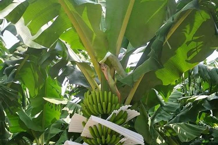 香蕉挂果的时候用什么肥料最好？
