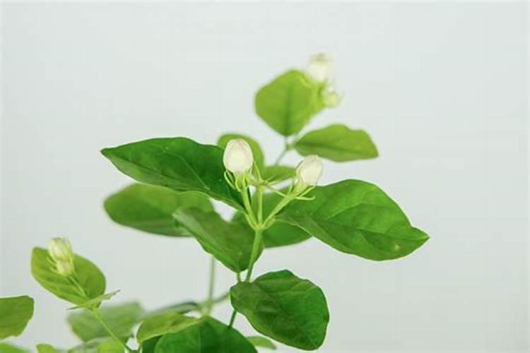 茉莉花怎么施肥,施什么肥