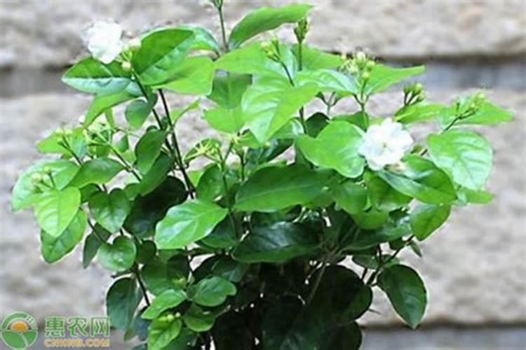 茉莉花施什么肥最好 适合用什么肥料