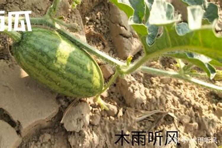 芸苔素喷西瓜旺藤吗？