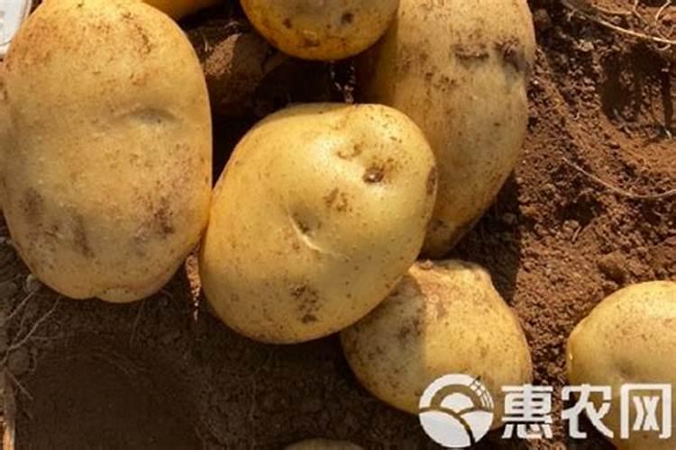 种土豆忌讳什么肥料
