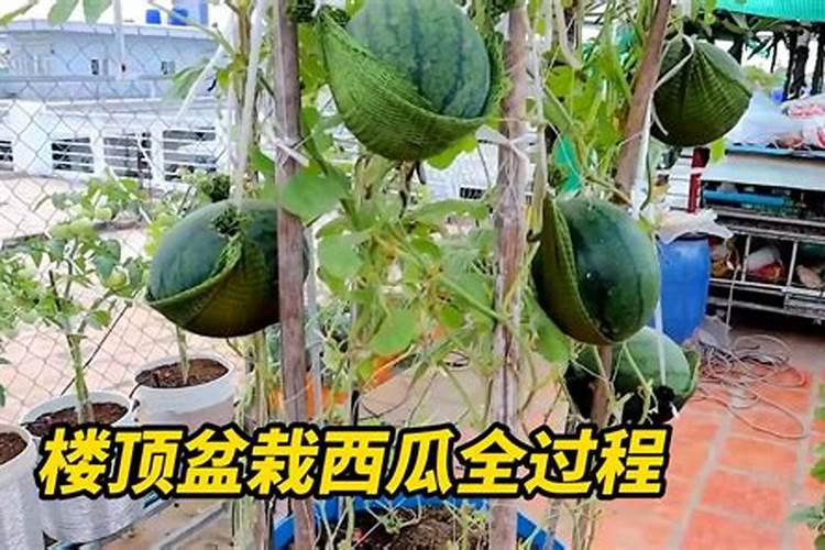 高钾水溶肥什么时候用,在地里几小时见效