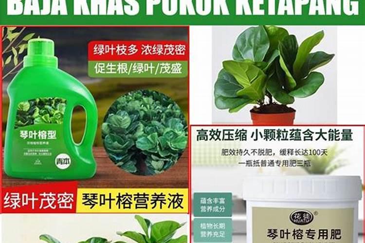 琴叶榕喜肥吗 喜欢施什么肥料