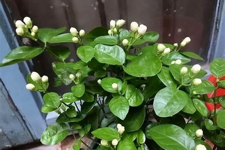 红叶树果实有毒吗