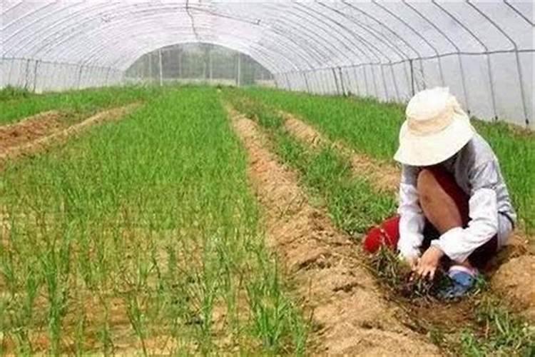 韭菜割后怎么施肥,3个要点轻松管理