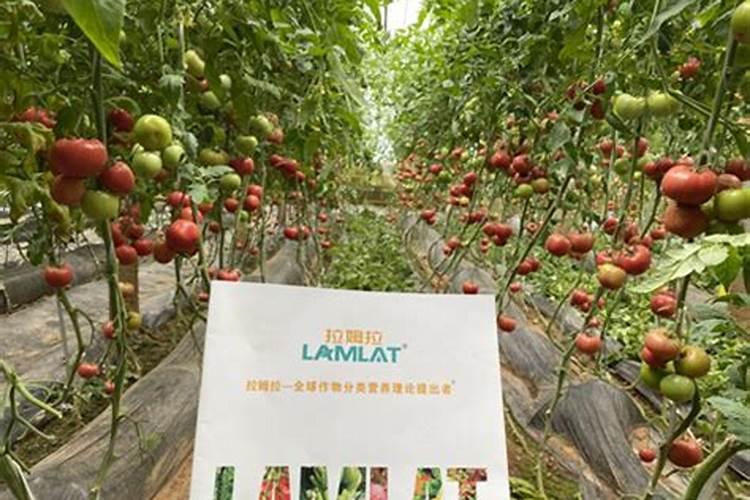 西红柿的种植方法和管理技术
