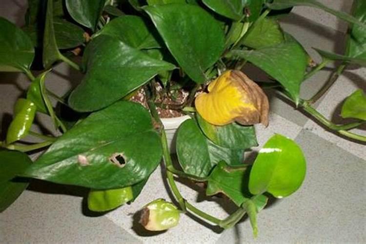绿萝施肥多了怎么办