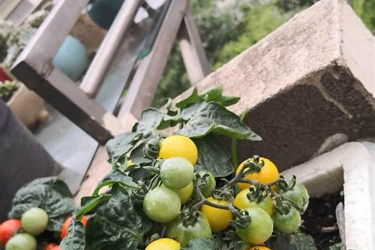 腐殖酸是什么东西 腐殖酸的主要原料是什么