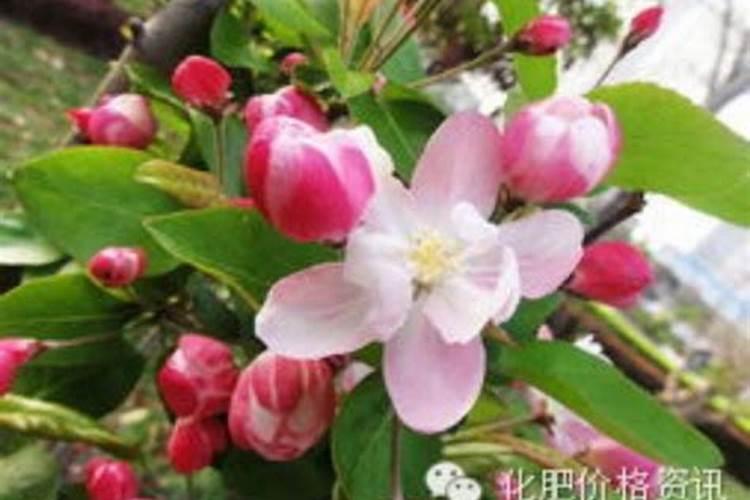 海棠花的养殖方法技巧 如何养殖海棠花