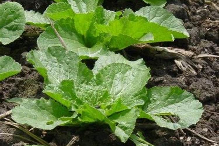 鱼池的正确肥水方法