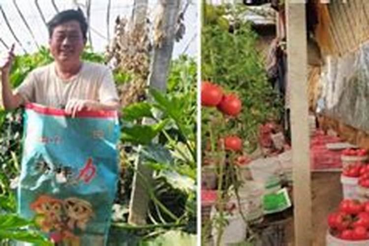 绿色蔬菜对土地要求
