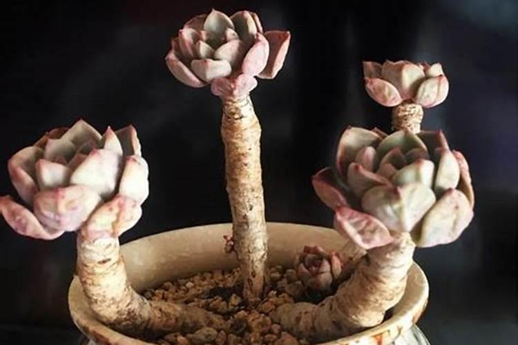 多肉植物施什么肥好