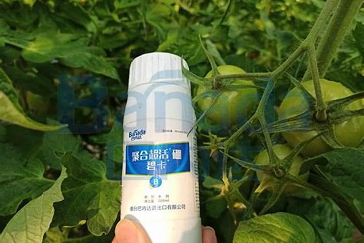 果实采收后的温室、大棚大樱桃如何管理？
