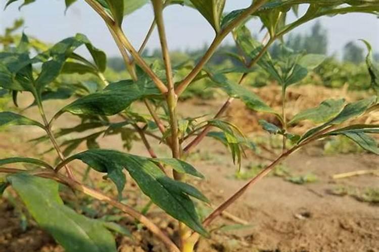 如何种植牡丹花？