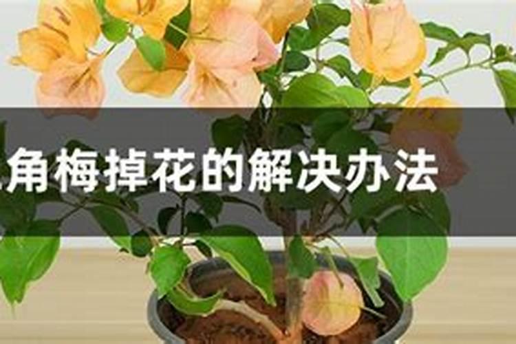 三角梅的花掉完了,需要浇水施肥吗