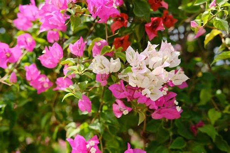 三角梅掉花怎么办