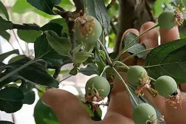 果树开花时需要施什么肥料？