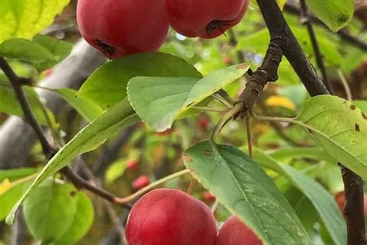 北美海棠品种有哪些？13种你知道几个!