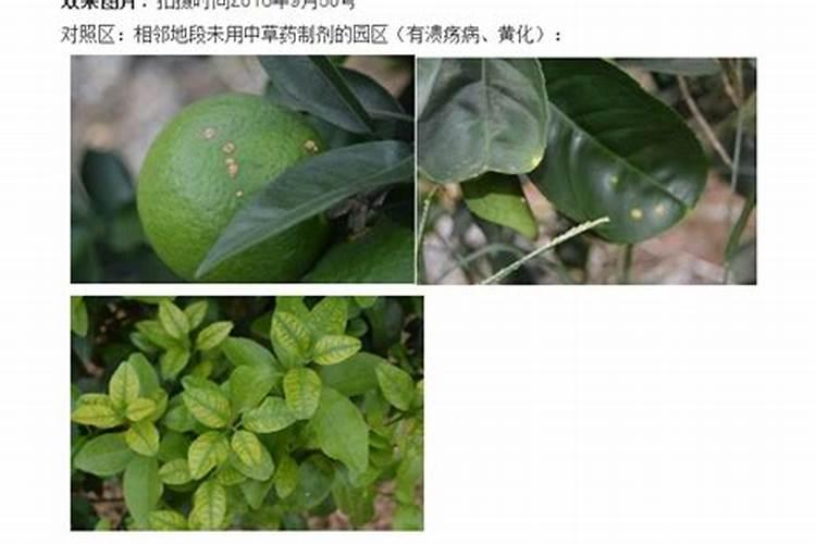 果树叶面追肥十注意