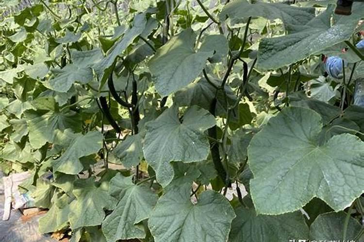 含笑花施什么肥最好