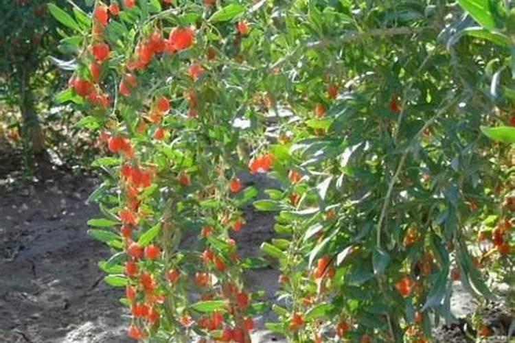 黄瓜追肥用什么肥料好