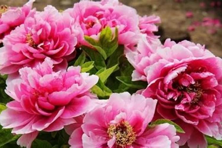 芒果控梢什么气候打药好