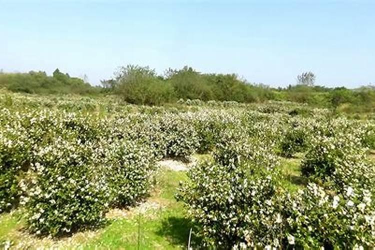 油茶树需打什么药剂来保花保果？
