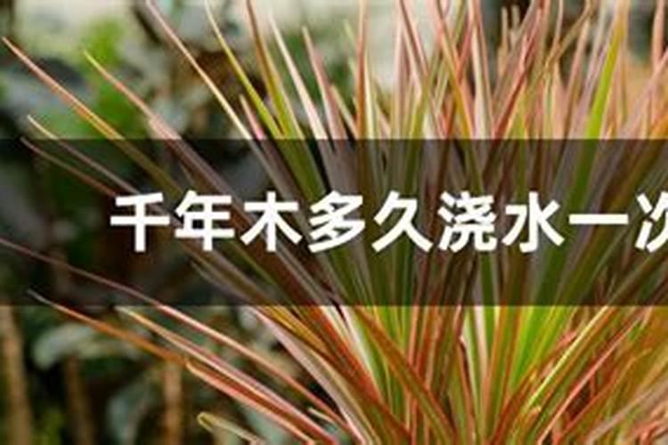 千年木种植方法