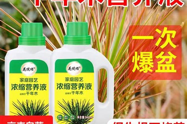 五彩千年米枯了还能种吗