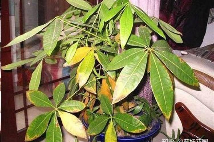 发财树叶子局部焦黄是怎么了