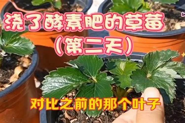 草莓缺钙冲施什么肥料