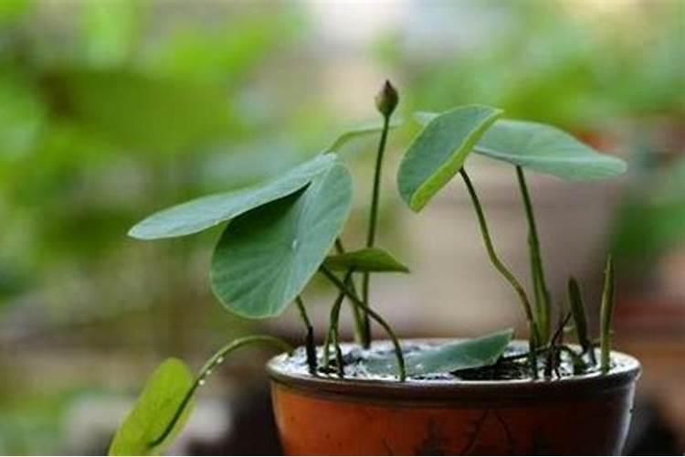 叶菜类蔬菜的施肥方法