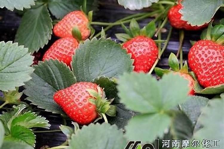 怎么识别真假硫酸钾