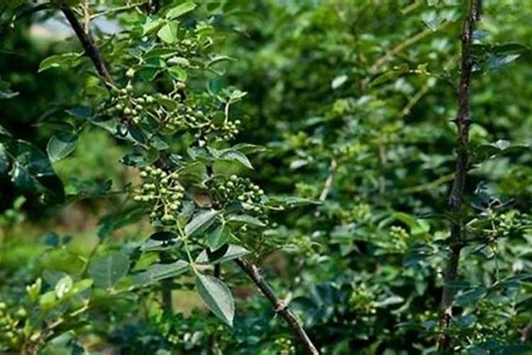 茶花施肥用什么肥料