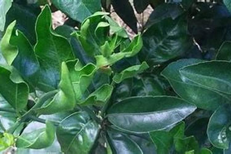 大面积种植小麦,只用控施肥不用追肥是否可以？