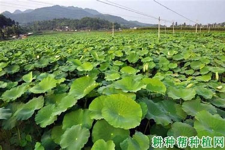 莲藕施肥注意哪些事项