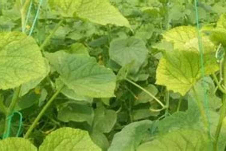 红糖叶面肥的配方一起来看看