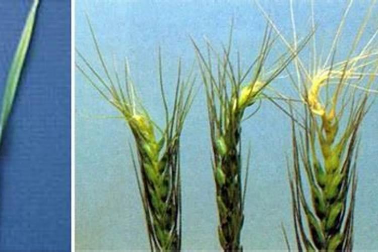 想要小麦高产有哪些种植小技巧？需要给小麦施硼肥吗？