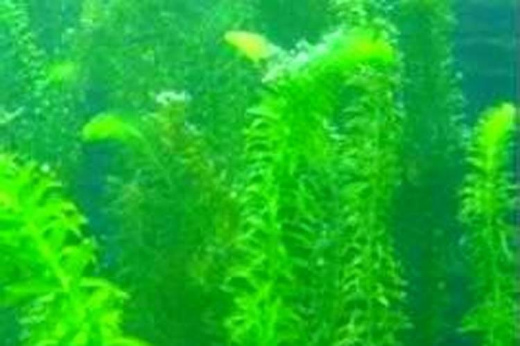 如何种植轮叶黑藻
