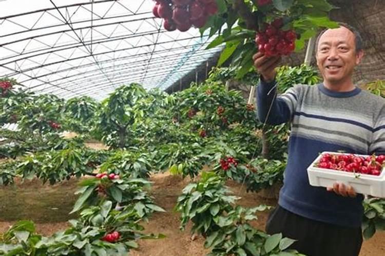 大家都用什么肥料催开花