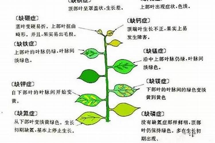 花椒树施肥方法