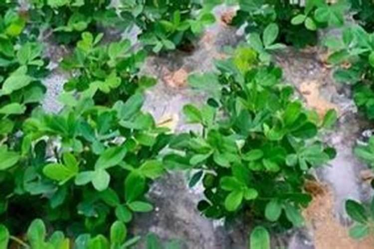 花生打叶面肥最佳时机