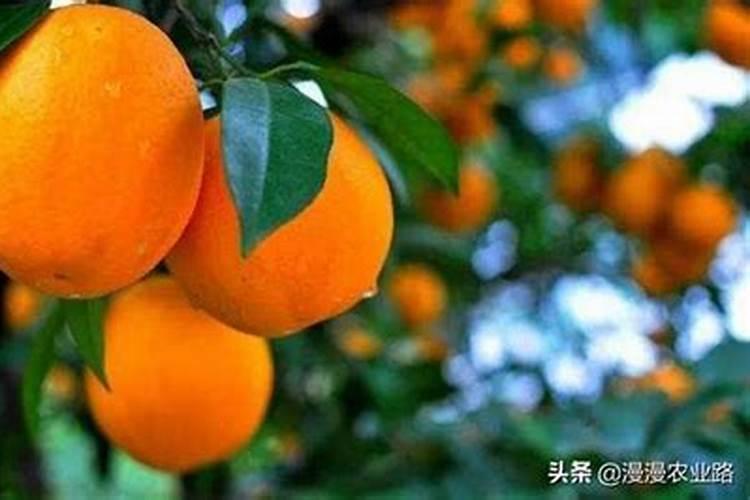 葡萄转色期施什么肥