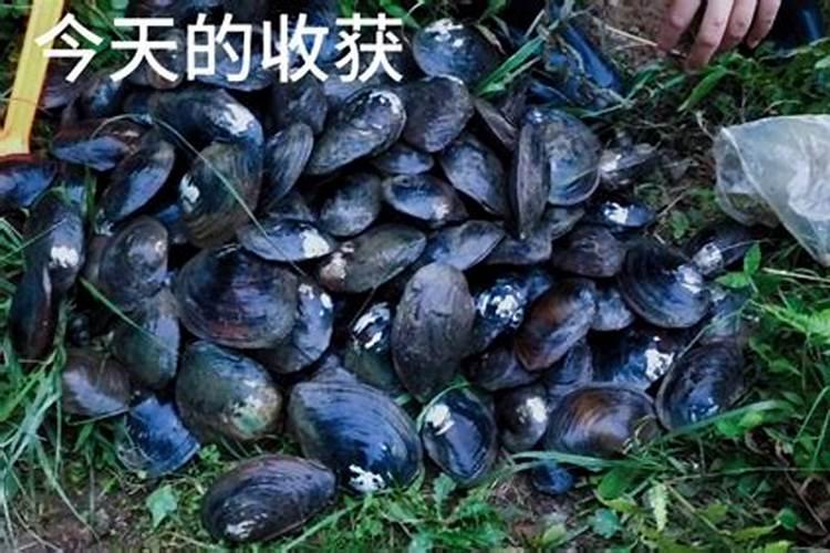 盆景吸水土(盆栽吸水石图片)