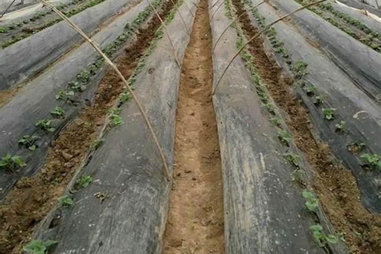 芒果冬季如何种植管理 安全过冬方法是什么