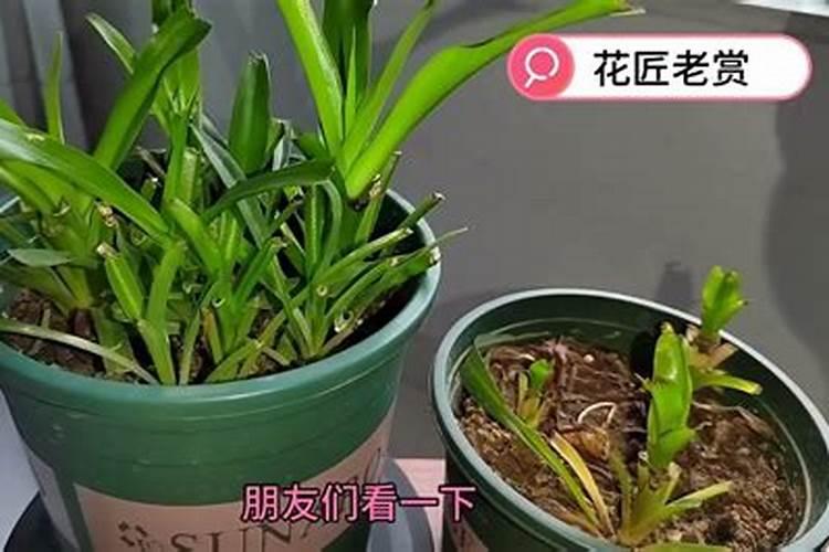 吊兰叶子发黄怎么办