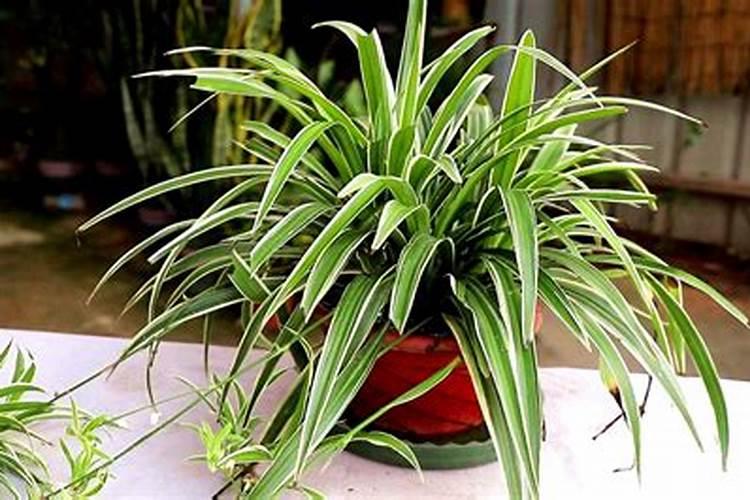 什么肥料可以让宽边吊兰叶子浓郁的绿