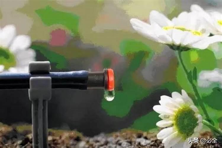 棉花头水滴什么肥料